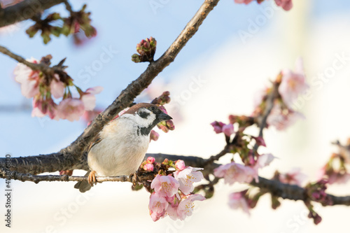 大寒桜と雀 東京都江戸川区 日本