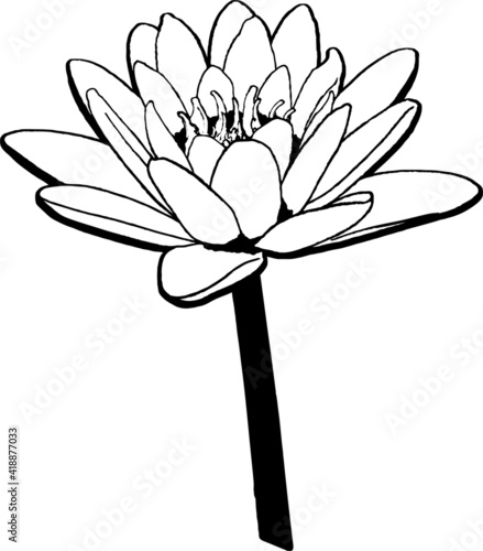 Black and white drawing of a White water lily on a stem. Vector of a Nymphaea alba
