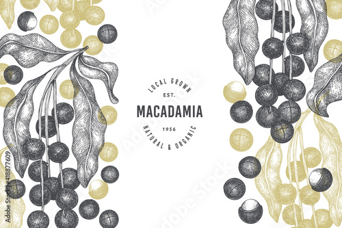 Hand drawn macadamia branch and kernels design template. Organic food vector illustration on white background. Retro nut illustration. Engraved style botanical banner.
