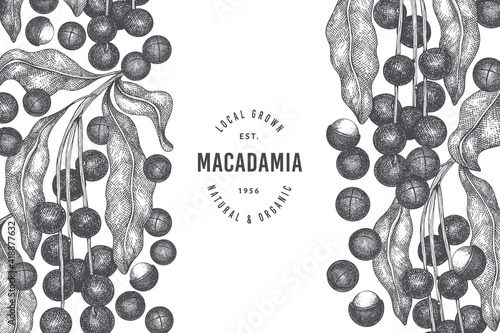 Hand drawn macadamia branch and kernels design template. Organic food vector illustration on white background. Retro nut illustration. Engraved style botanical banner.