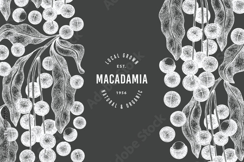 Hand drawn macadamia branch and kernels design template. Organic food vector illustration on chalk board. Vintage nut illustration. Engraved style botanical banner.