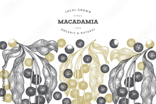 Hand drawn macadamia branch and kernels design template. Organic food vector illustration on white background. Retro nut illustration. Engraved style botanical banner.