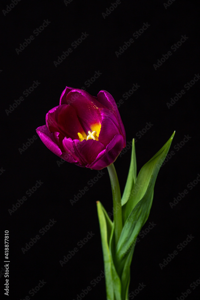 Tulip on a dark background. Lilac tulip on a black background. Spring Flower. Tulip on a dark background. Lilac tulip on a black background. Spring Flower.