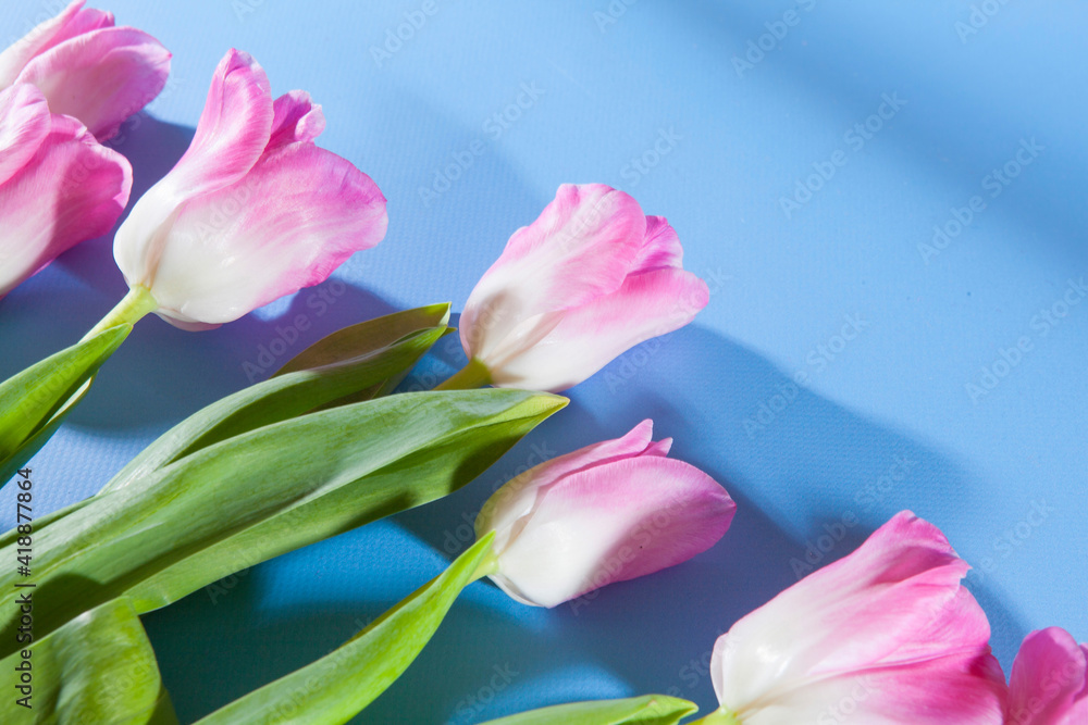 Obraz premium Pink colorful tulips on a blue background. Flat lay composition. Top view