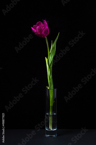 Tulip on a dark background. One flower on a black background. Spring Flower. Tulip in a glass of water.