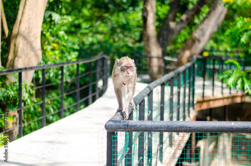A monkey walking at the zoo