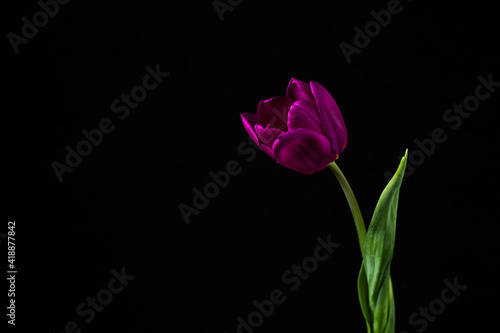 Tulip on a dark background. Lilac tulip on a black background. Spring Flower.