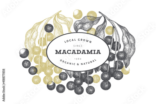 Hand drawn macadamia branch and kernels design template. Organic food vector illustration on white background. Retro nut illustration. Engraved style botanical banner.