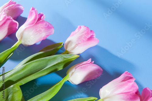 Pink colorful tulips on a blue background. Flat lay composition. Top view