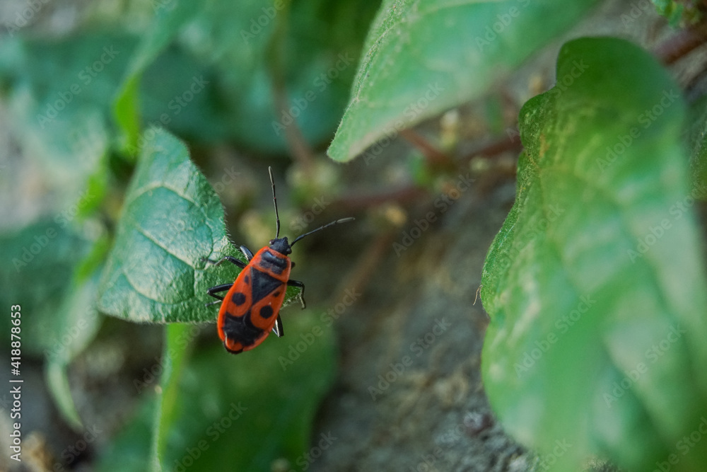 Naklejka premium Insecte gendarme en macro - pyrrhocore