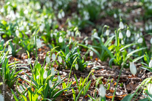 Snowdrops or Galanthus nivalis in the sunlight. A large field of snowdrops in the spring forest.