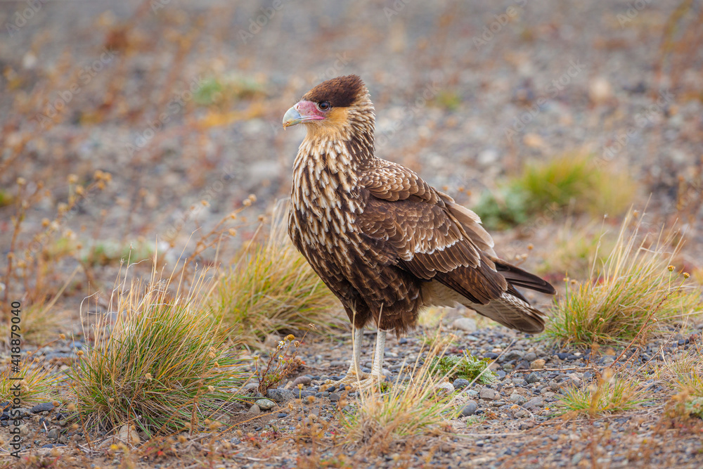 Juvenile Crested Caracara (Polyborus plancus) standing on the ground Juvenile Crested Caracara (Polyborus plancus) standing on the ground