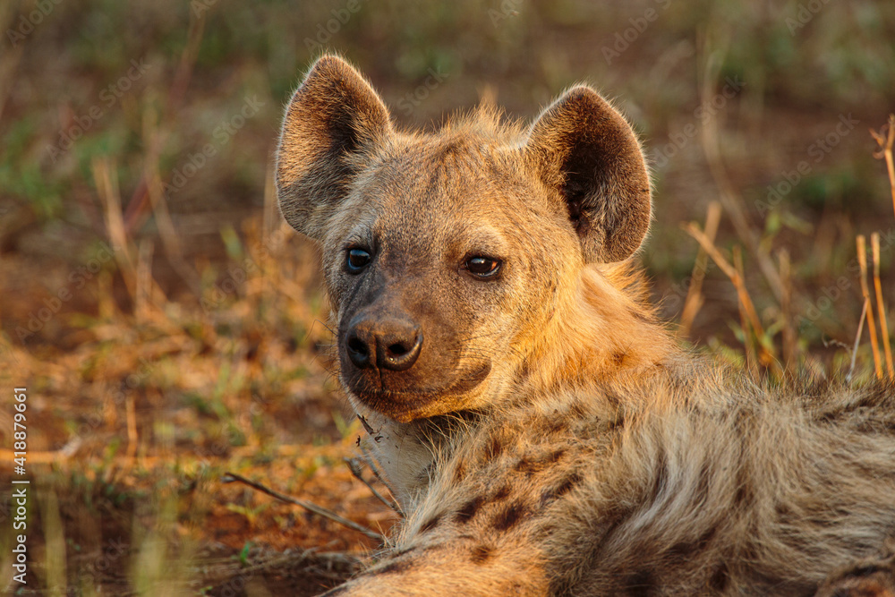 Spotted hyena (Crocuta crocuta) portrait of a cub in warm afternoon light Spotted hyena (Crocuta crocuta) portrait of a cub in warm afternoon light