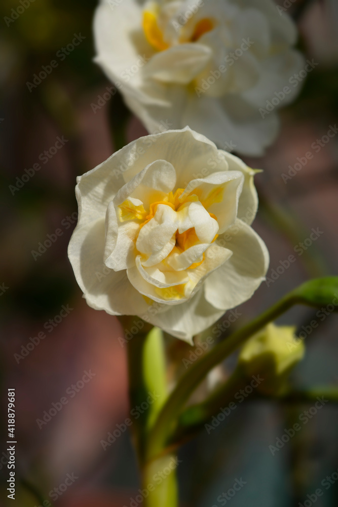 Daffodil Cheerfulness