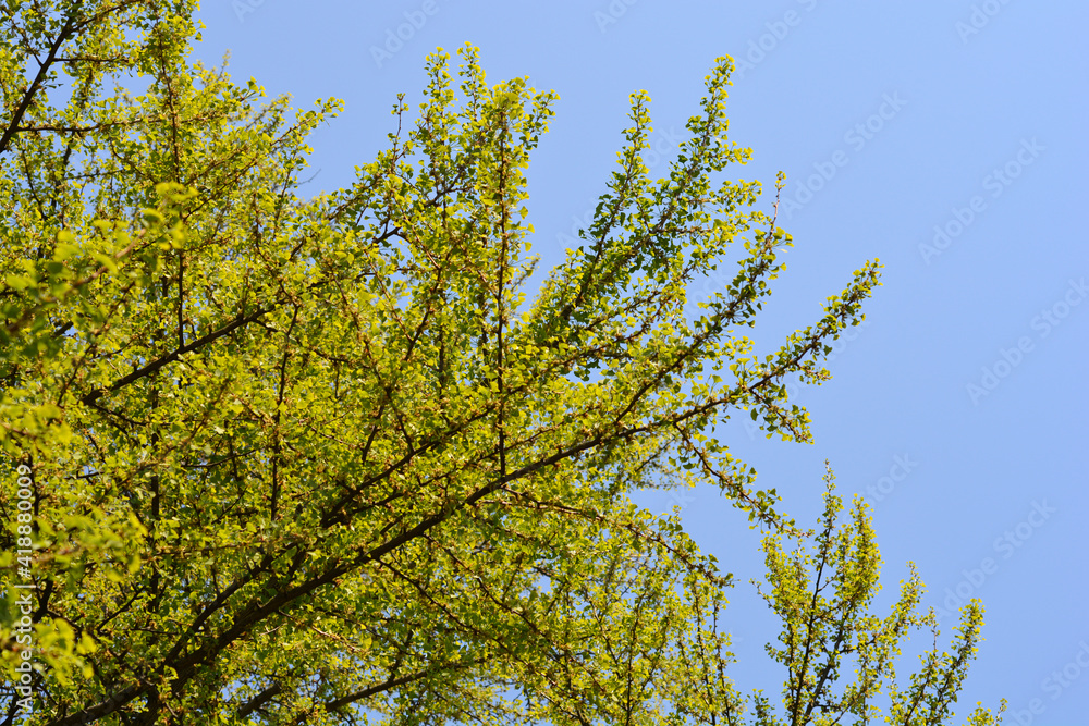 Obraz premium Ginkgo tree