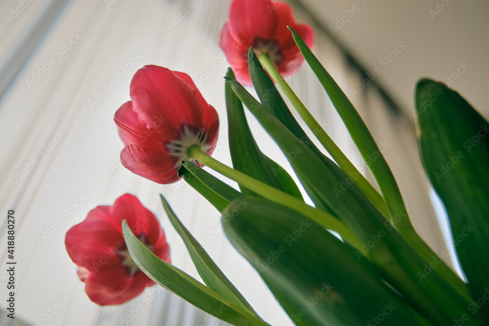 Naklejka premium red tulips in a vase