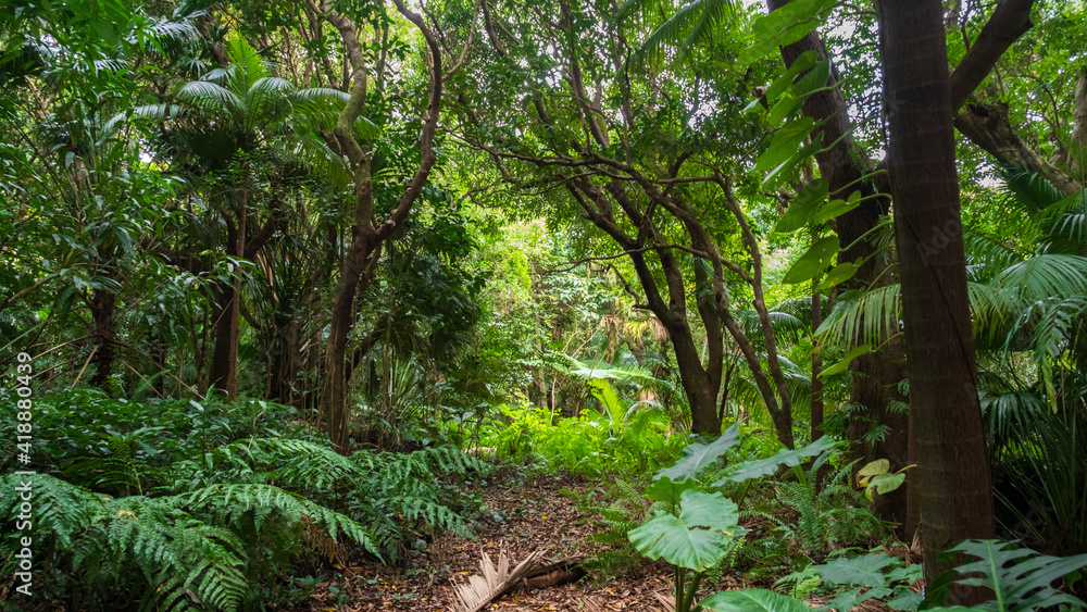 Obraz premium Tropical jungle at Ile de la Reunion