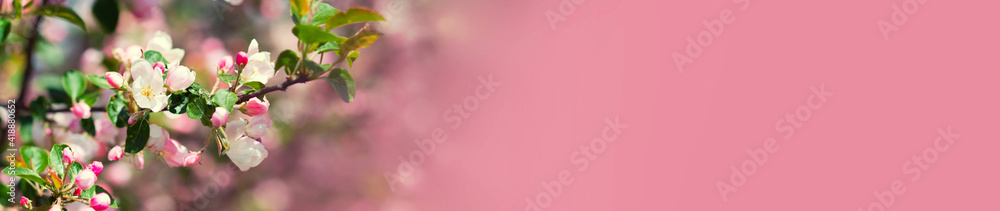 Blooming branch of a apple tree on a blurred gentle pink background at sunny day. Beautiful abstract spring panoramic banner background with copyspace. Blooming branch of a apple tree on a blurred gentle pink background at sunny day. Beautiful abstract spring panoramic banner background with copyspace.