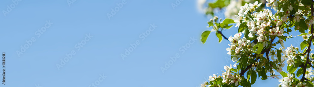 Blooming branch of a apple tree on a blurred gentle blue background at sunny day. Beautiful abstract spring panoramic banner background with copyspace.