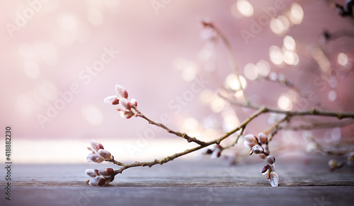willow branch on the table on a wooden background