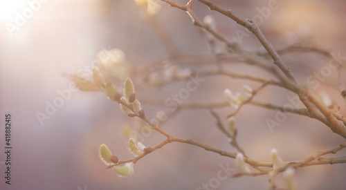 branches in spring © Amore al Arte