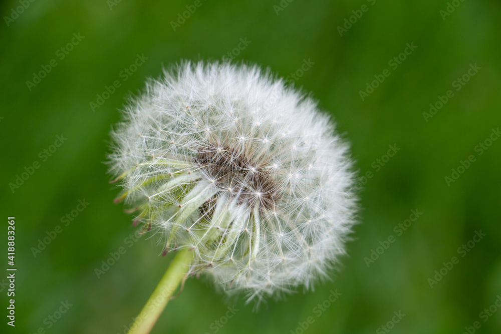 dandelion, beautiful white flowers in the meadow, floral background of delicate flowers, macro photography
