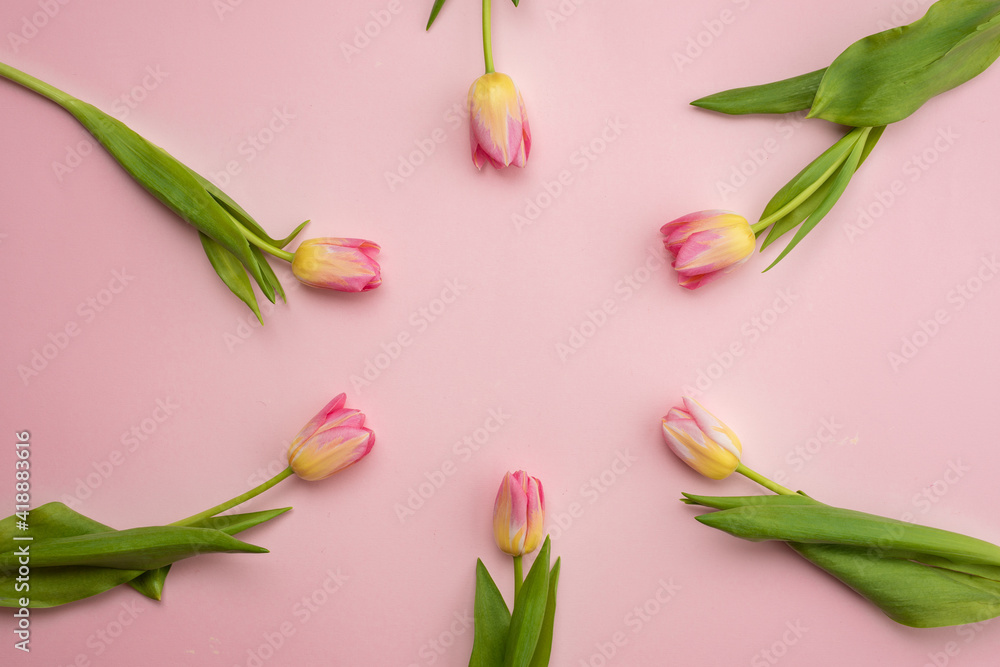 Spring concept, mother's day concept. Flat flowers on a pink background. Top view with space for your text. Spring concept, mother's day concept. Flat flowers on a pink background. Top view with space for your text.