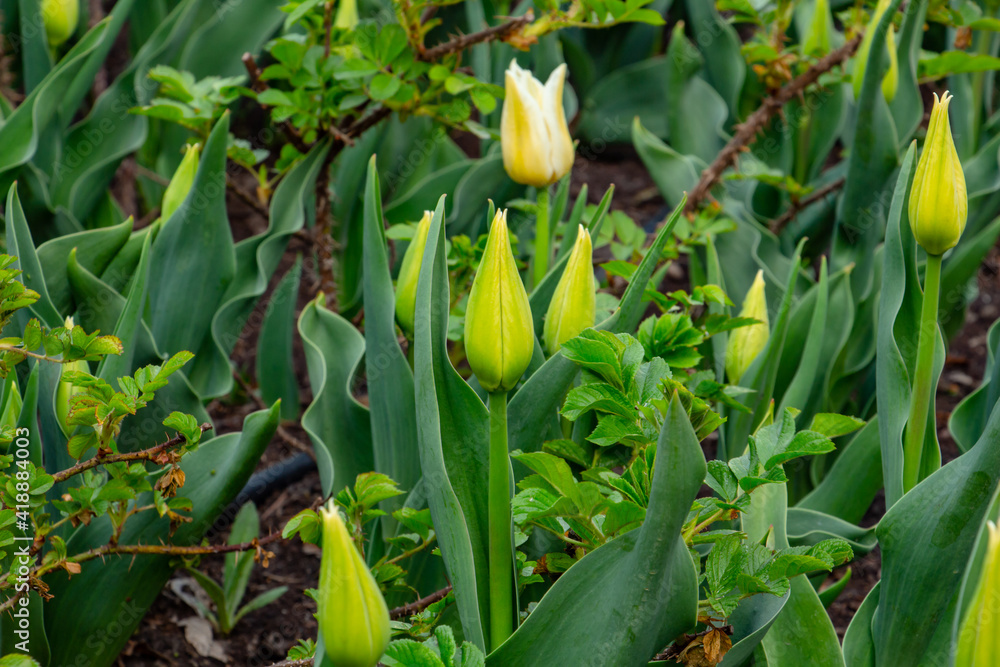 beautiful yellow tulips in the flowerbed, messengers of spring, sunny day, spring mood beautiful yellow tulips in the flowerbed, messengers of spring, sunny day, spring mood