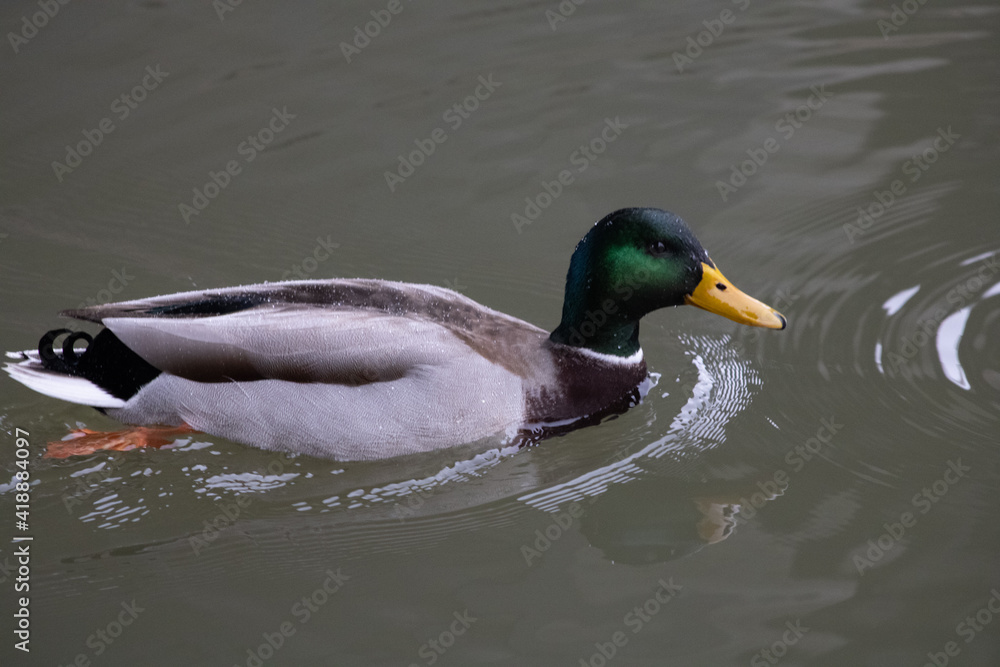 Fototapeta premium Canard