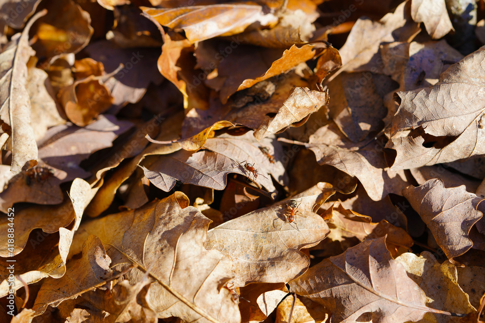 herbst, natur, blatt, wasser, baum, fall, blatt, fluss, fels, jahreszeit, wald, pflanze, piter, landschaft, winter, bach, green, gelb, weiß, beschaffenheit, braun, farbe, moos, schnee, frühling herbst, natur, blatt, wasser, baum, fall, blatt, fluss, fels, jahreszeit, wald, pflanze, piter, landschaft, winter, bach, green, gelb, weiß, beschaffenheit, braun, farbe, moos, schnee, frühling