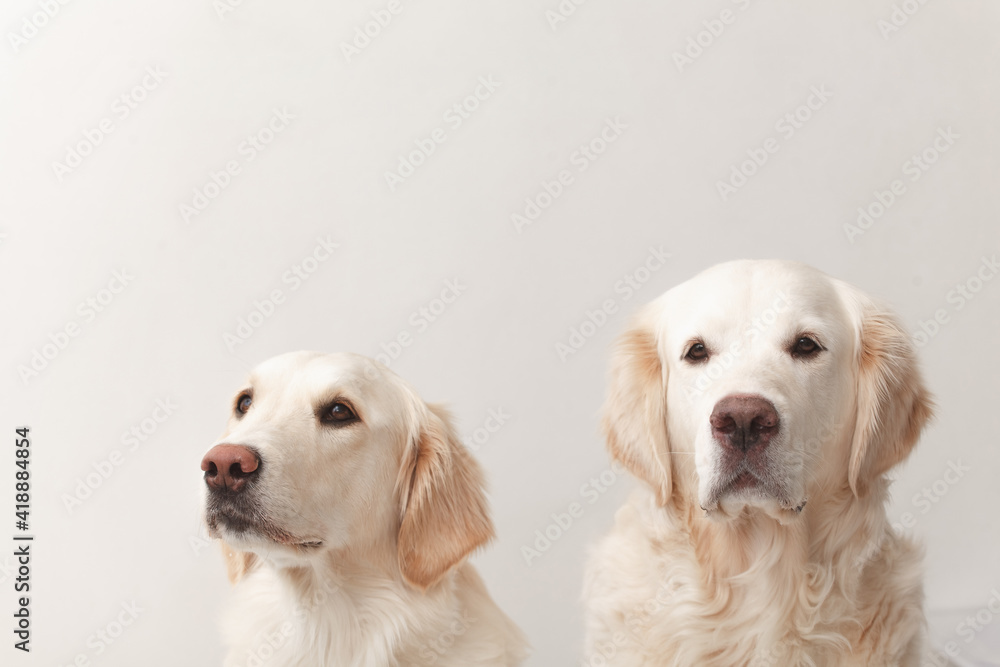 Portrait of a couple of expressive Golden Retriever dogs against white background close-up Portrait of a couple of expressive Golden Retriever dogs against white background close-up