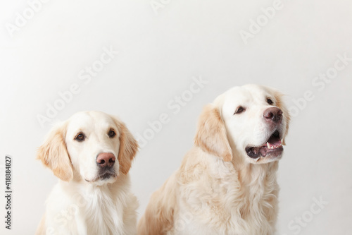 Portrait of a couple Golden Retriever dogs against white background in the studio