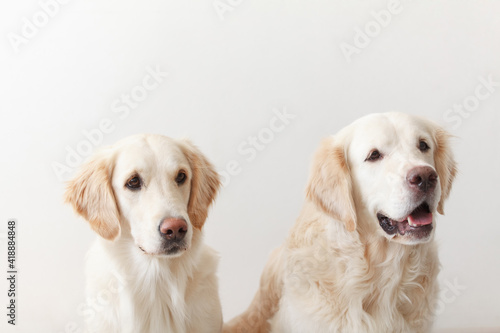 Portrait of a couple Golden Retriever dogs against white background in the studio close up