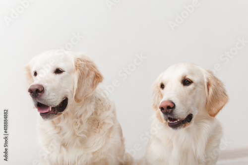 Portrait of a couple of expressive Golden Retriever dogs against white background 