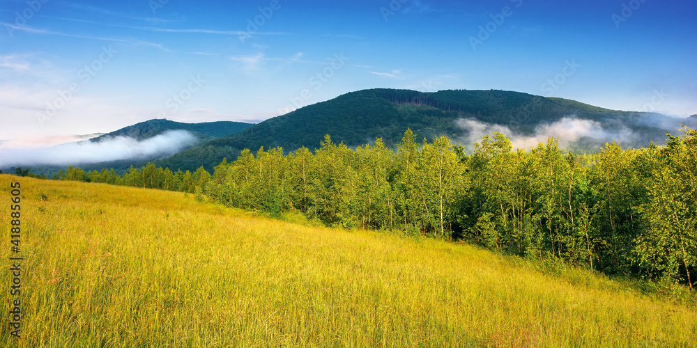 Obraz premium grassy meadow in mountains. fog rolling through the valley above the distant forest. beautiful rural landscape on the summer morning. sunny weather with blue sky