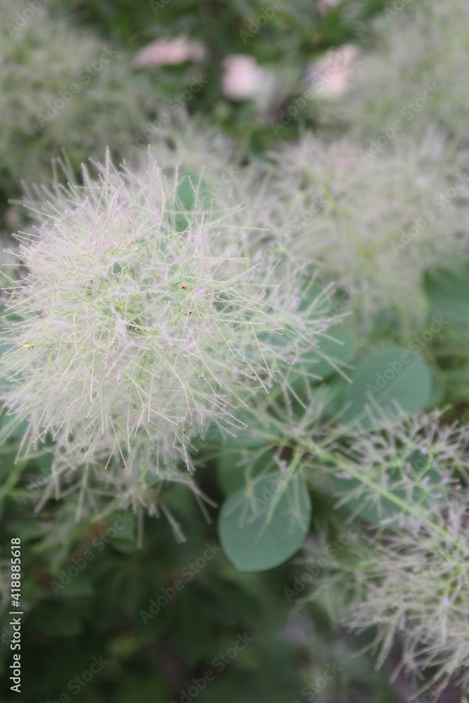 Obraz premium スモークツリー