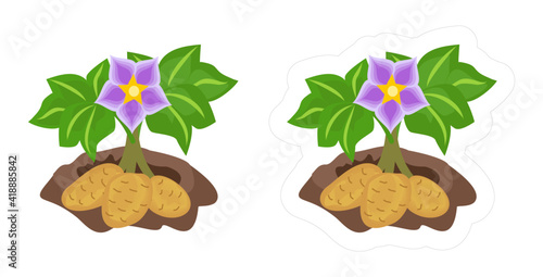 Creative cartoon potato icon for kids gardening game. Vector sticker of a growing plant with green leaves, purple flower and root vegetables in the ground
