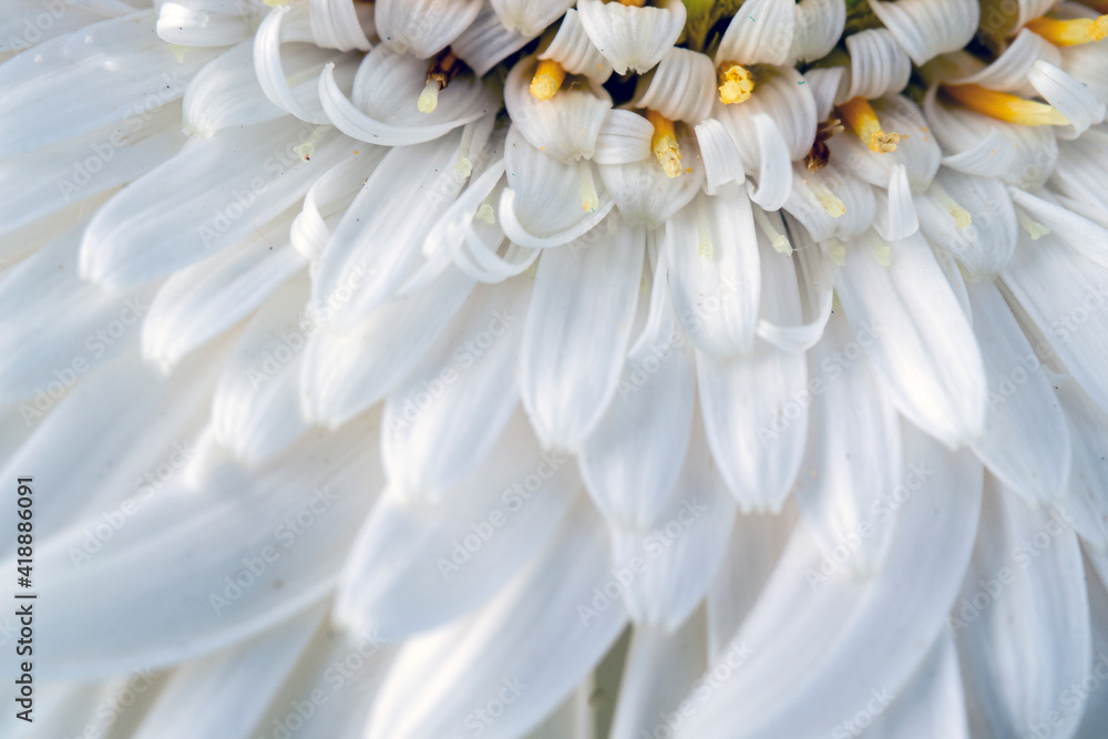 
white gerbera daisy, macro photo. close up