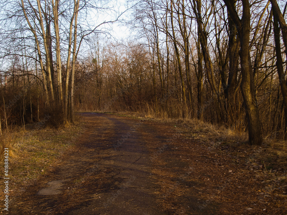 path in the woods path in the woods