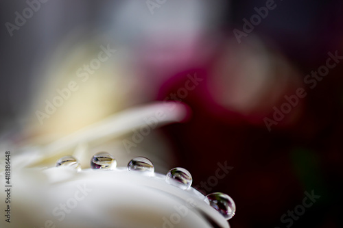 Flower reflected in water drops on white leaf. macro detail photo. romantic composition. 