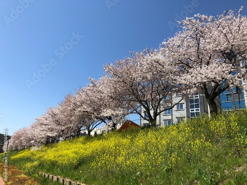 trees