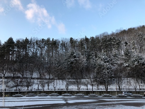 snow covered trees