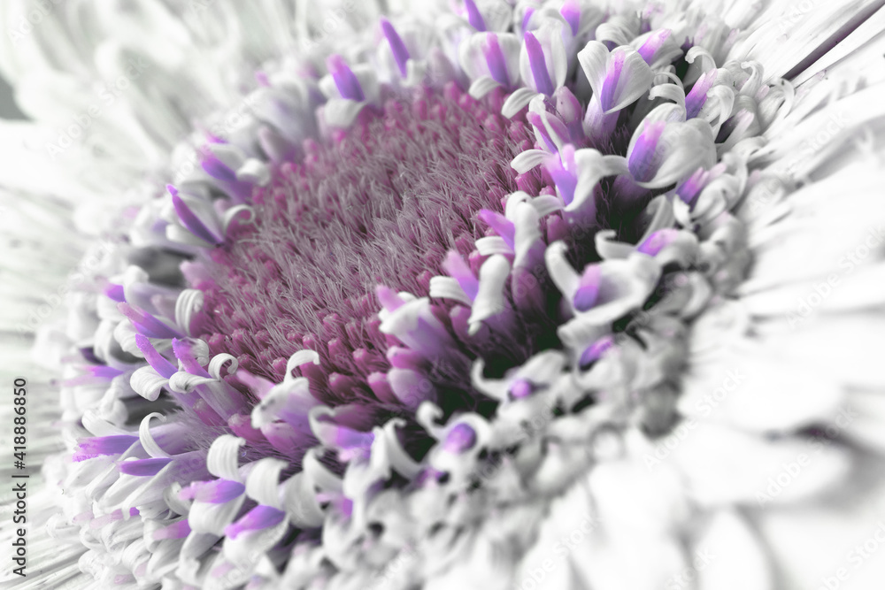 Obraz premium white gerbera daisy, macro photo. close up
