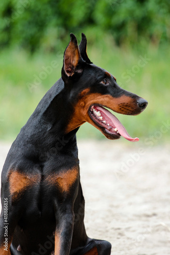 portrait of the dog of a Doberman looking in a distance. © Алексей Пасько