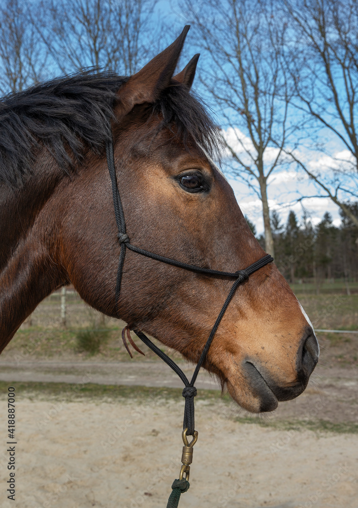 Horses. Horseriding. Instruction. Coaching.Head of a horse. Horses. Horseriding. Instruction. Coaching.Head of a horse.