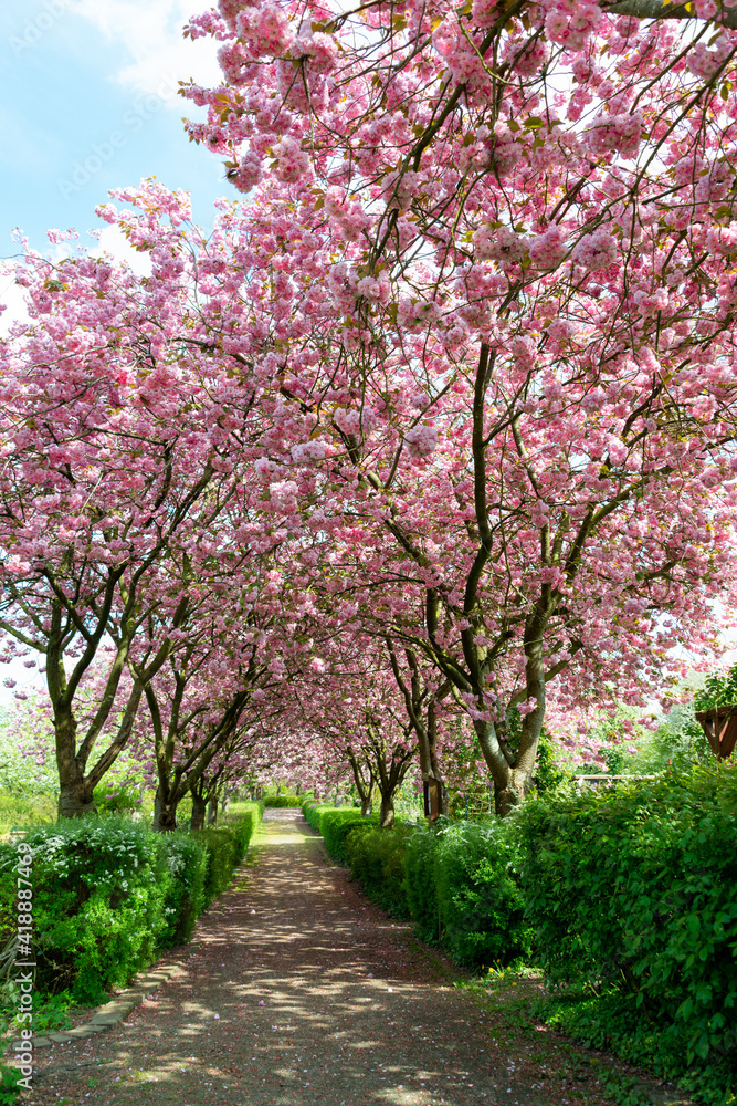 Baumalle mit japanischen Kirschen in voller Blüte Baumalle mit japanischen Kirschen in voller Blüte