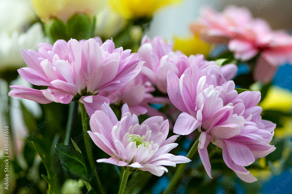 Fototapeta premium Lilac flowers in a bunch, blurred background