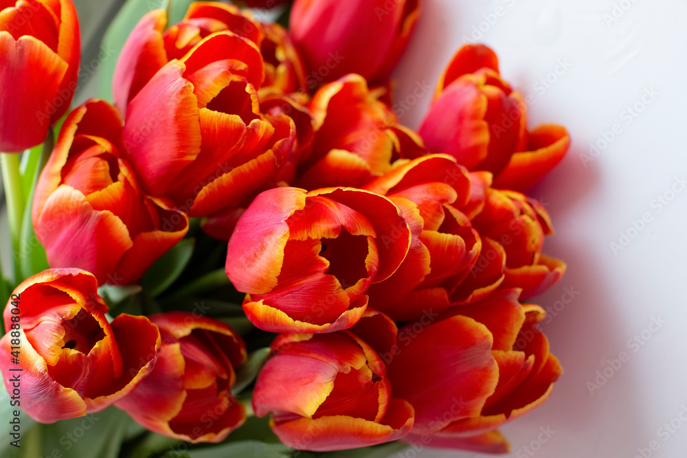 Red tulips on a white background. Blur. Red tulips on a white background. Blur.