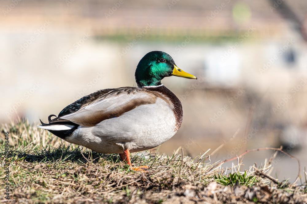 Ducks in a meadow by the water Ducks in a meadow by the water