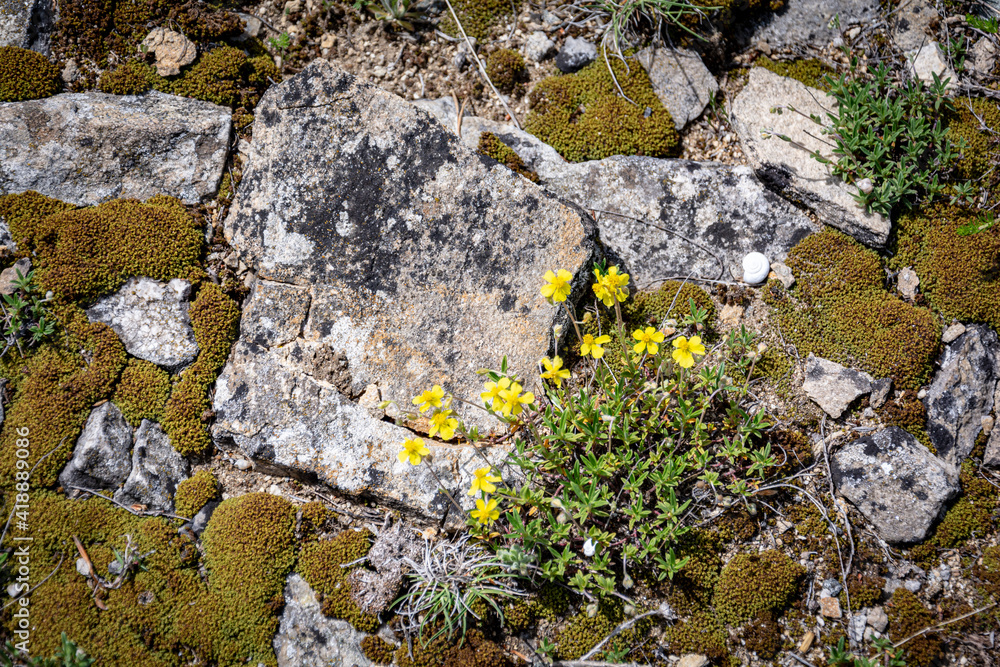 Moss and wild flowers on stone